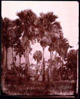 Siam [Thailand]. Photograph, 1981, from a negative by John Thomson, 1866.