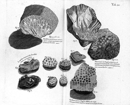 A voyage to the islands, Madera, Barbados, Nieves, S. Christophers and Jamaica with the natural history of the herbs and trees, four-footed beasts, fishes, birds, insects, reptiles, &c. of the last of those islands; to which is prefix'd an introduction, wherein is an account of the inhabitants, air, waters, diseases, trade, &c. of that place, with some relations concerning the neighbouring continent, and islands of America. Illustrated with figures of the things described, which have not been heretofore engraved; in large copper-plates as big as the life / By Hans Sloane.