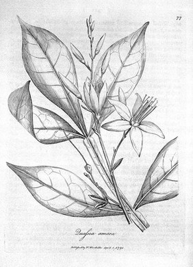W.M. Woodville, Medical Botany, vol. 2