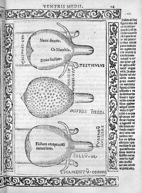 Jacopo Berengarius da Carpi, Isagoge breves