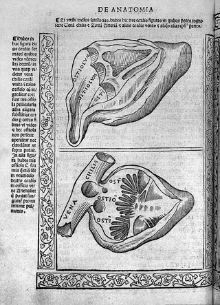 Jacopo Berengarius da Carpi, Isagoge breves