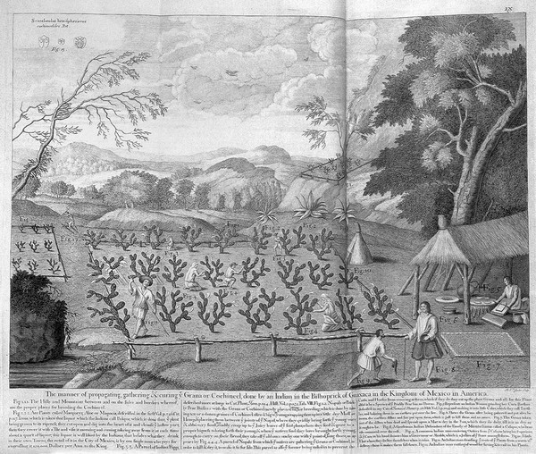 H. Sloane, A voyage to the islands Madera, B