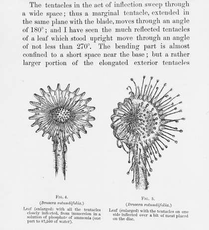 C. Darwin, Insectivorous Plants