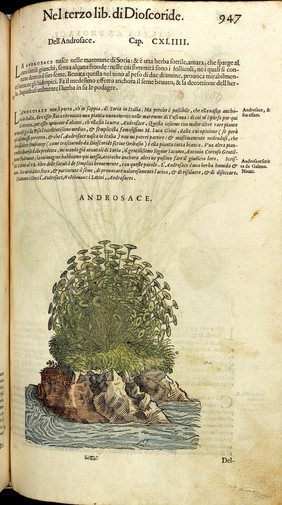 P. Mattioli, I discorsi ...nelli sei libri