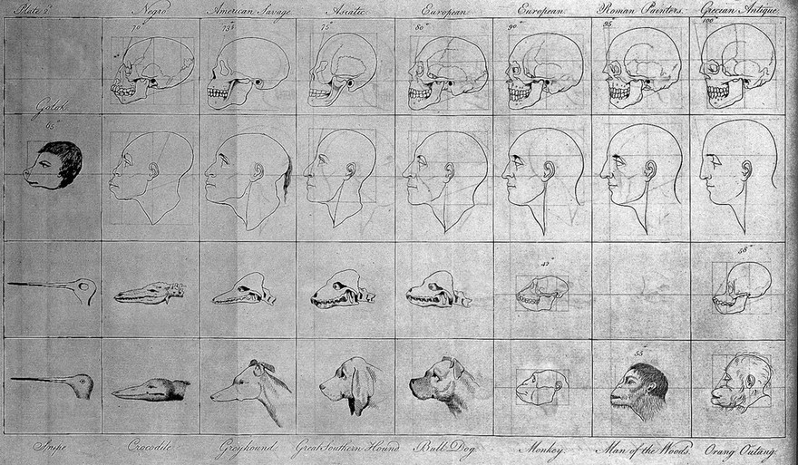 C.White, An account of the regular gradation