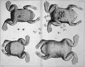 view A. Seba, Locupletissimi rerum naturalium