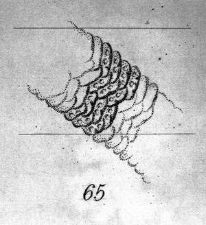 view Philosophical Transactions of the Royal Soc.