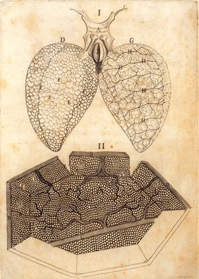 Marcello Malpighi, De pulmonibus observation