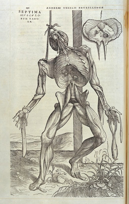 Vesalius, De humani corporis fabrica, 1543