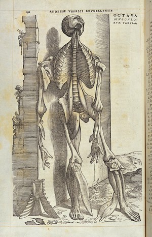 view Vesalius, De humani corporis fabrica, 1543