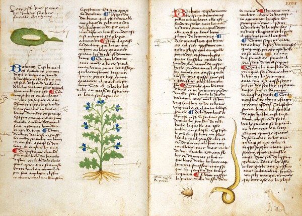Western Manuscript 626, Platearius