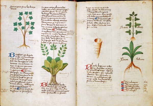 Western Manuscript 626, Platearius