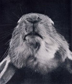 view K.Pearson, ed., Treasury of Human Inheritanc