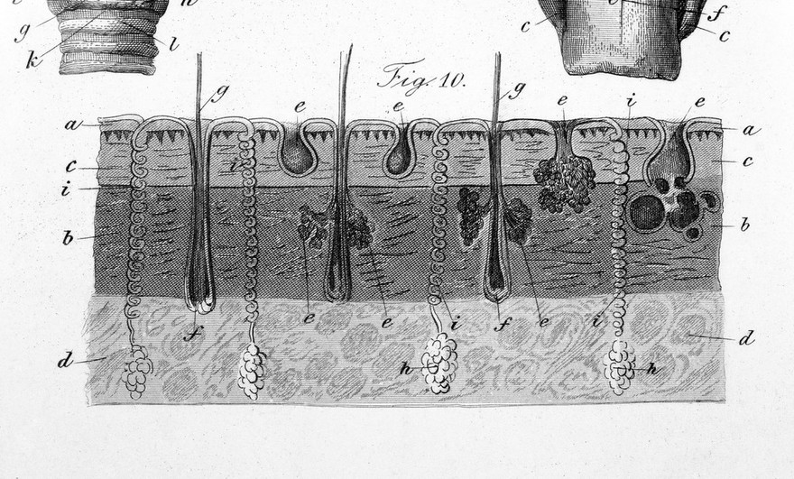 C.E. Bock, Hand-Atlas der Anatomie des Mensc