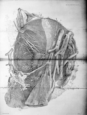 Nervouse Ganglia of the Uterus