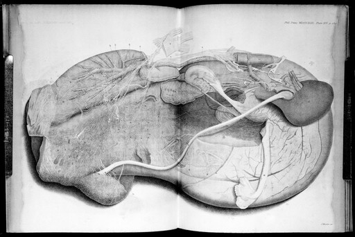 T. Snow Beck, On the Nerves of the Uterus
