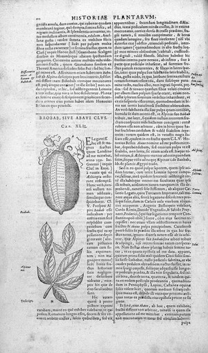 view BAUHIN; Historia