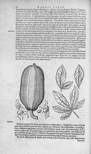 view CLUSIUS: Exoticorum Libri Decem