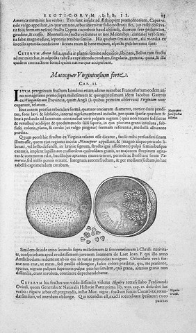 CLUSIUS: EXOTICORUM LIBRI DECEM