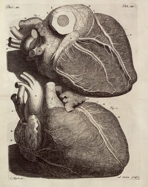 view F. Ruysch, Thesaurus anatomicus primus [-dec