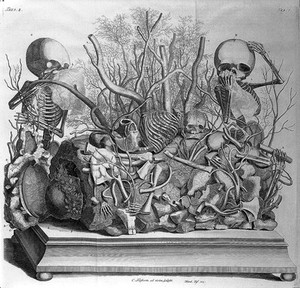 view Frederik Ruysch, Opera omnia anatomico-medic