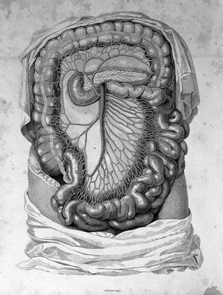 F. Tiedemann, Plates of the arteries of the