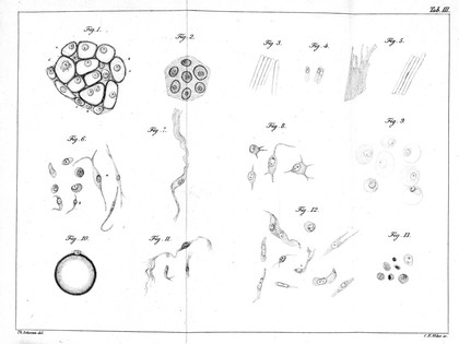 T. Schwann, Mikroskopische Untersuchungern u