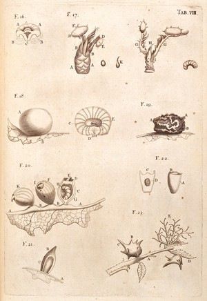 view M. Malpighi, Anatome plantarum