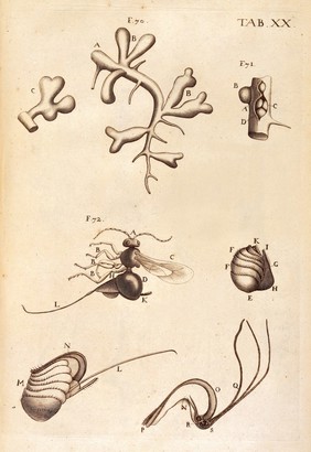 M. Malpighi, Anatome plantarum