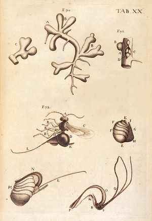 view M. Malpighi, Anatome plantarum