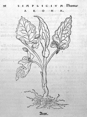 O. Brunfels, Herbarium vivae ei coneb ad nat