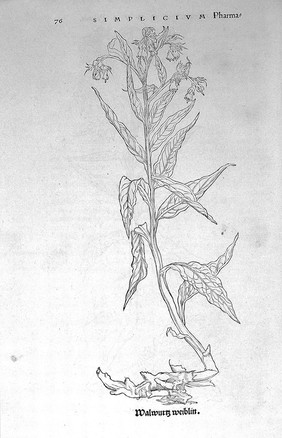 O. Brunfels, Herbarium vivae ei coneb ad nat