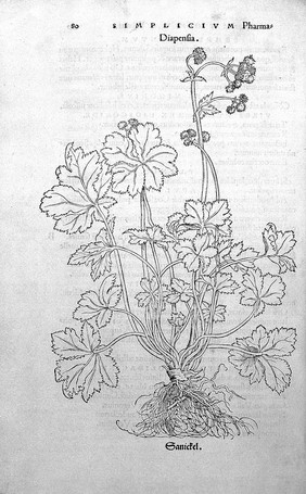 O. Brunfels, Herbarium vivae ei coneb ad nat