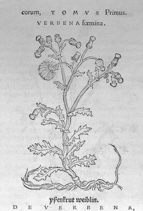 O. Brunfels, Herbarium vivae ei coneb ad nat