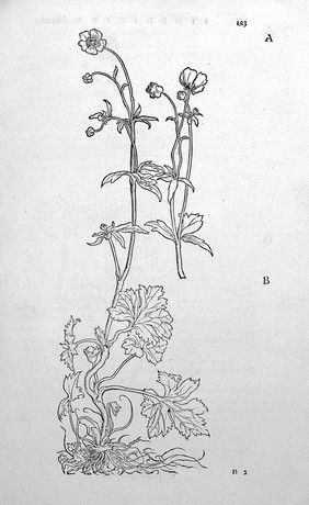 O. Brunfels, Herbarium vivae ei coneb ad nat