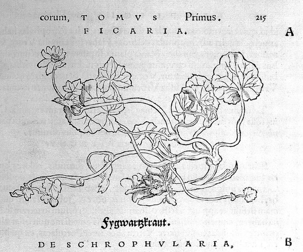 O. Brunfels, Herbarium vivae ei coneb ad nat