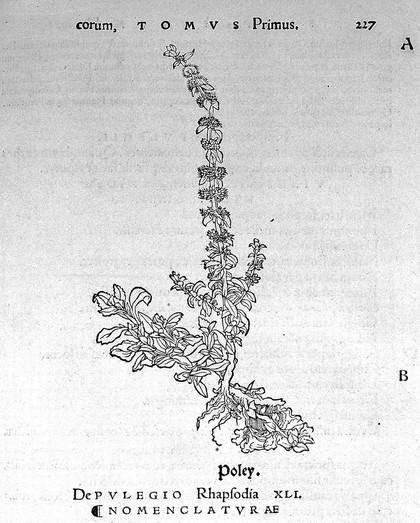 O. Brunfels, Herbarium vivae ei coneb ad nat