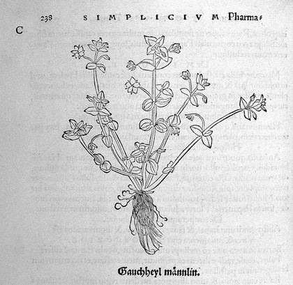 O. Brunfels, Herbarium vivae ei coneb ad nat