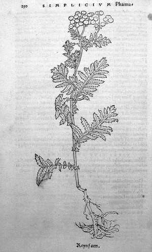 view O. Brunfels, Herbarium vivae ei coneb ad nat
