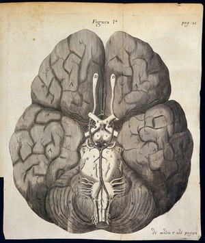 view T. Willis, Cerebri anatome : cui accessit n