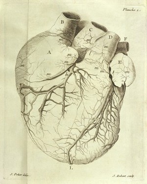 view M. Senac, Traite de la structure du coeur