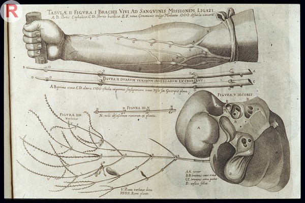 FABRICIUS: Anatomices et Chirurgiae