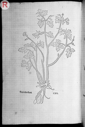 L. Fuchs, Neu Kreuterbuch, in welchem nit al