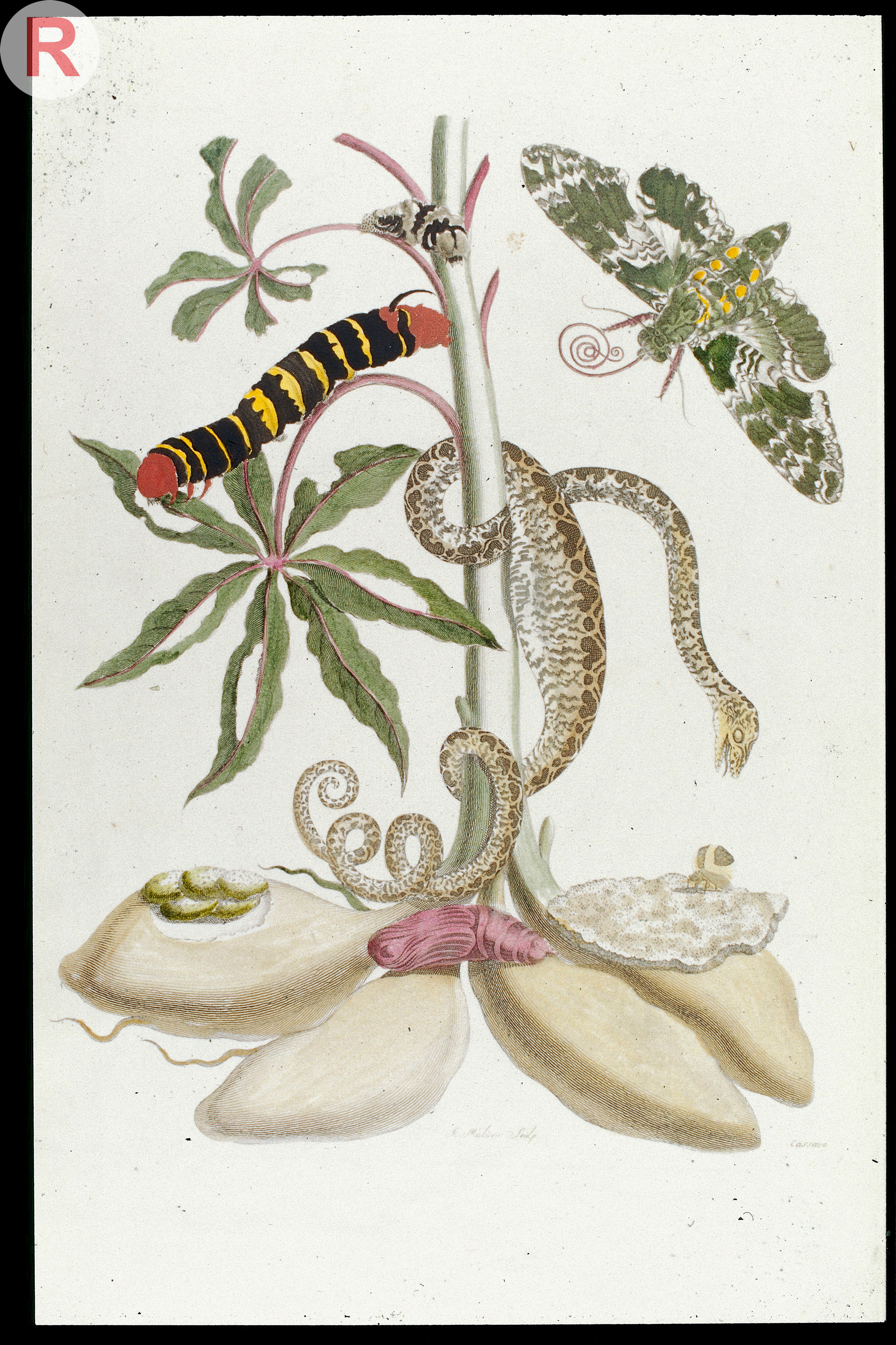 Botanical drawing of cassava surrounded by caterpillars and other insects.