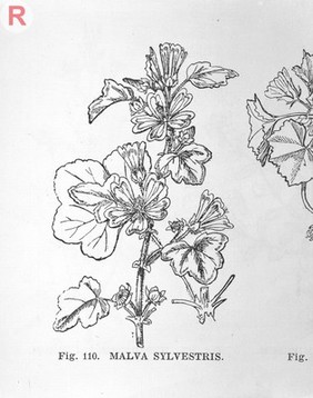 T. Green, The Flora of the Liverpool Distric