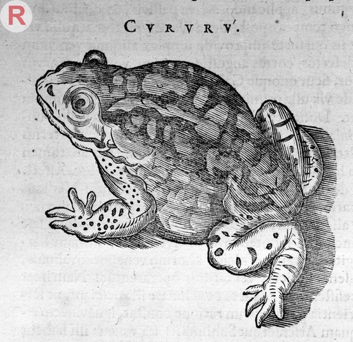 Engraving of a Frog