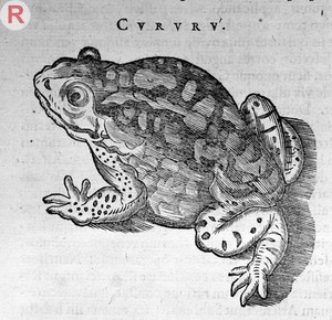 view Engraving of a Frog