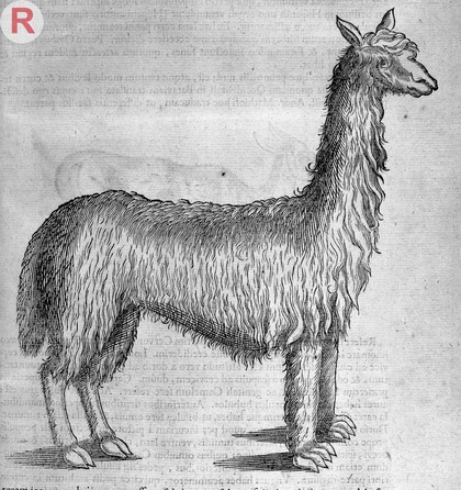 Engraving of a Llama