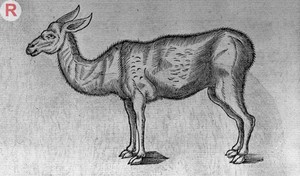 view engraving of a animal part camel, part deer