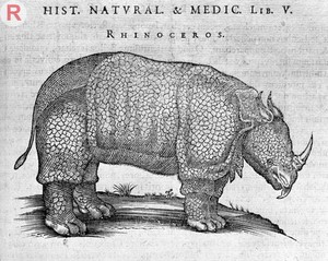 view Engraving of a Rhinoceros